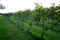 20260918 The Next Step A Night in Tuscany