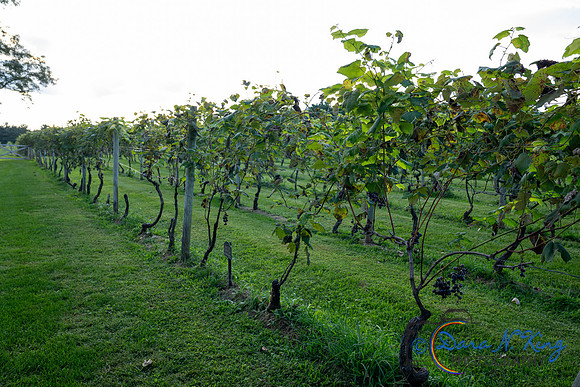 20260918 The Next Step A Night in Tuscany