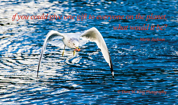 Florida Bird